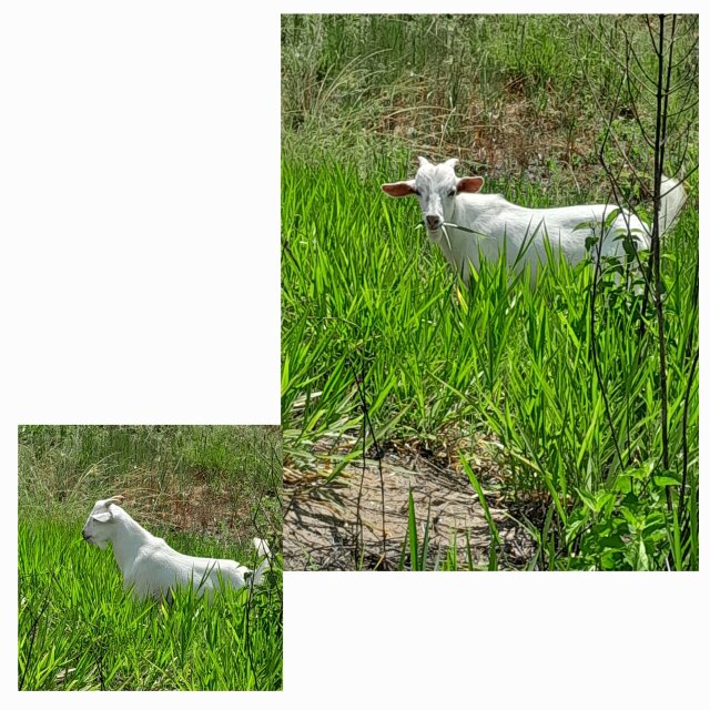 Goat Kid - Ram