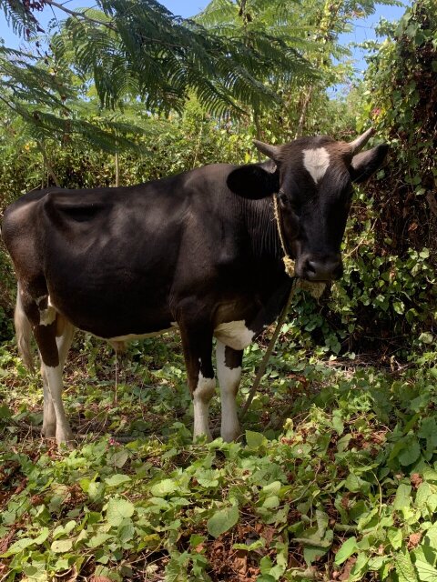 Bull Cow
