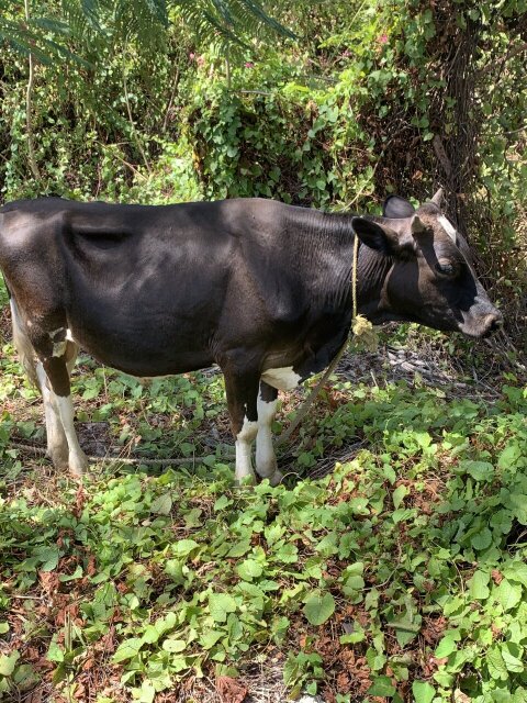 Bull Cow