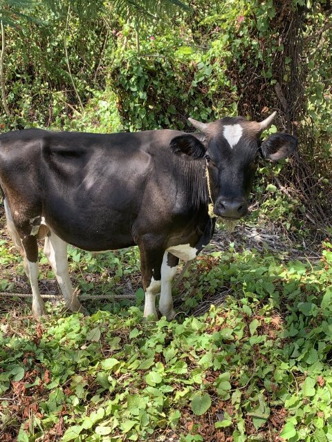 Bull Cow