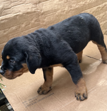 Female Rottweiler Pups