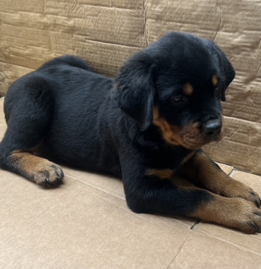 Female Rottweiler Pups