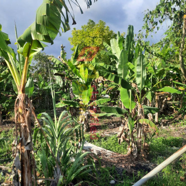 INCOME GENERATING PROPERTY IN PORT MORANT