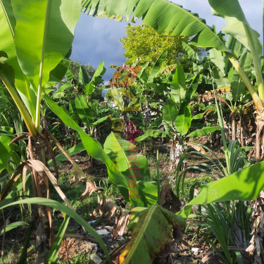 INCOME GENERATING PROPERTY IN PORT MORANT
