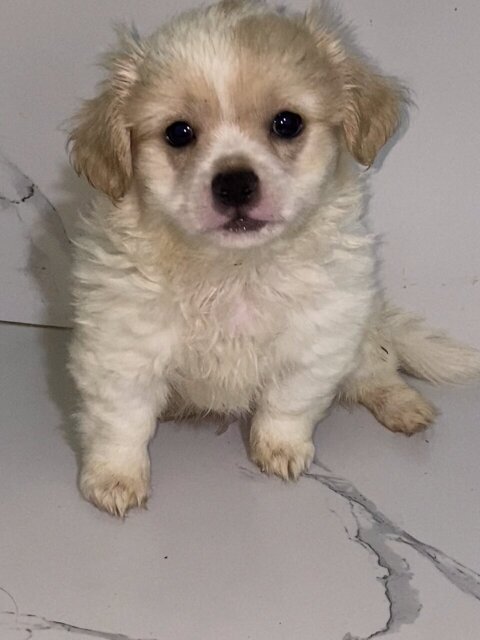 Papillon Corgi Mix