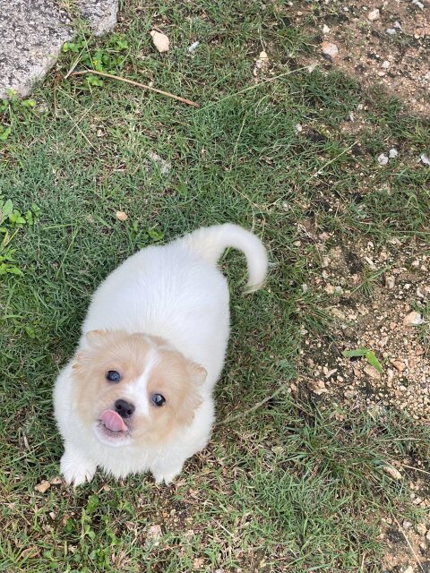 Papillon Corgi Mix