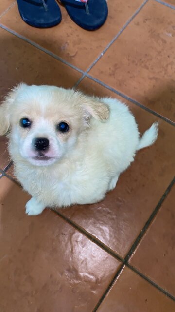 Papillon Corgi Mix