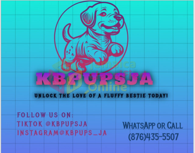 Shih Tzu And Shihpoo Puppies Forsale Dogs Old Harbour