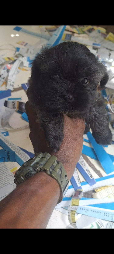 Shizhu Puppy 