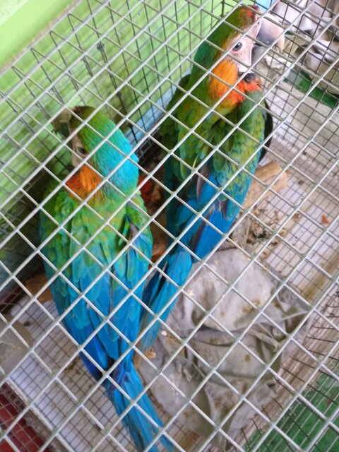 Macaw