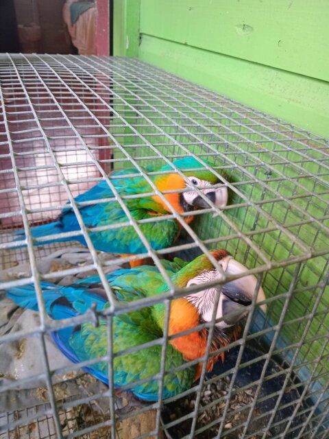 Macaw