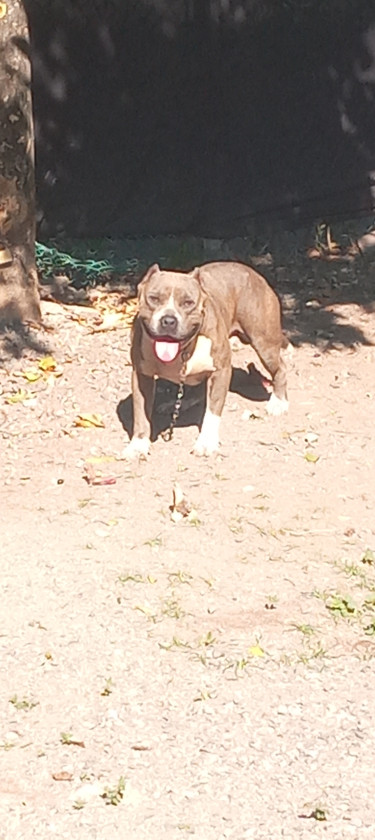 American Bully In Exchange For A German Shepherd 1