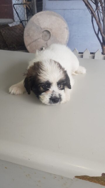 Shih Tzu Mix First Vaccination Given