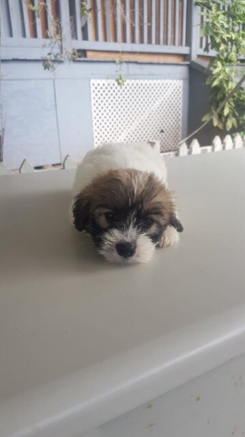 Shih Tzu Mix First Vaccination Given