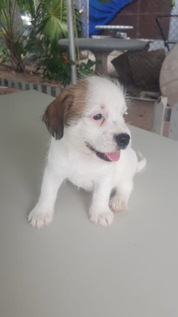 Shih Tzu Mix First Vaccination Given