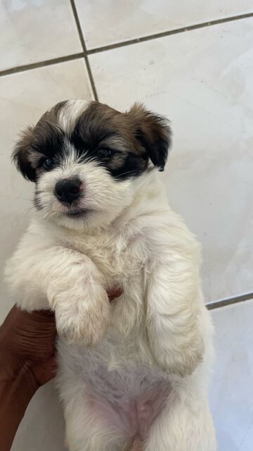 Shih Tzu Mix First Vaccination Given