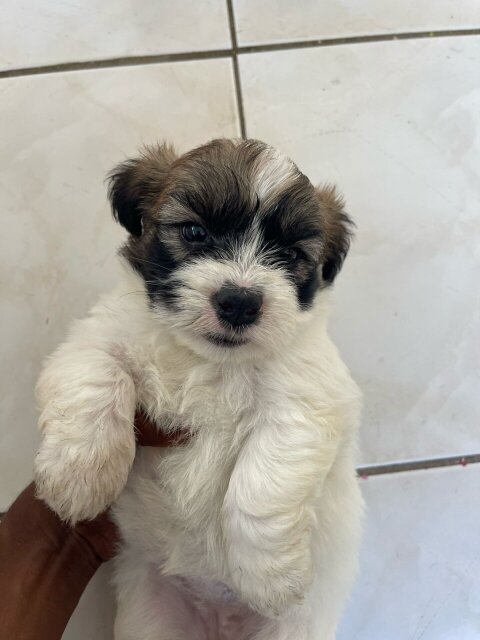 Shih Tzu Mix First Vaccination Given