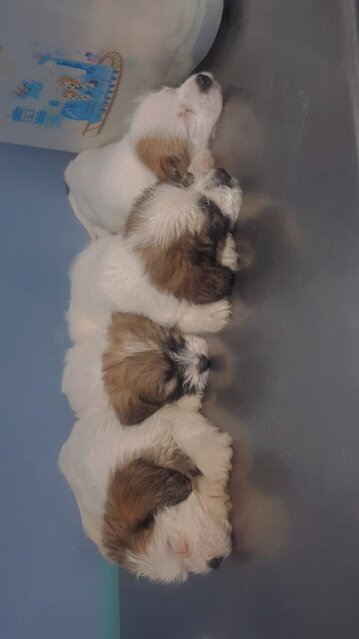Shih Tzu Mix First Vaccination Given