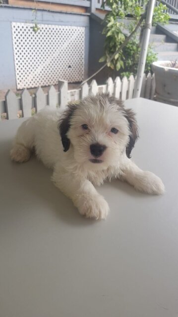 Shih Tzu Mix First Vaccination Given