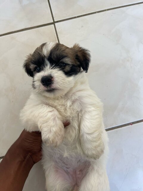 Shih Tzu Mix First Vaccination Given