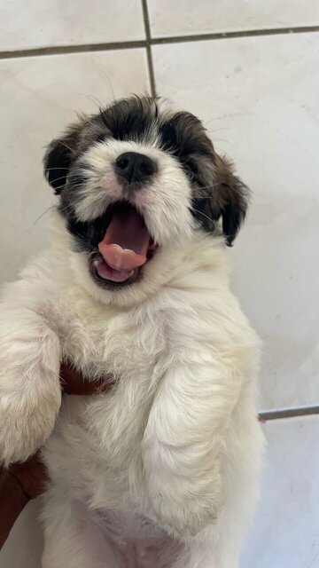 Shih Tzu Mix First Vaccination Given
