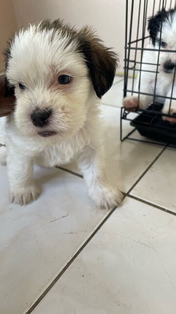 Shih Tzu Mix First Vaccination Given
