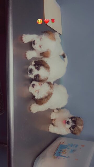 Shih Tzu Mix First Vaccination Given