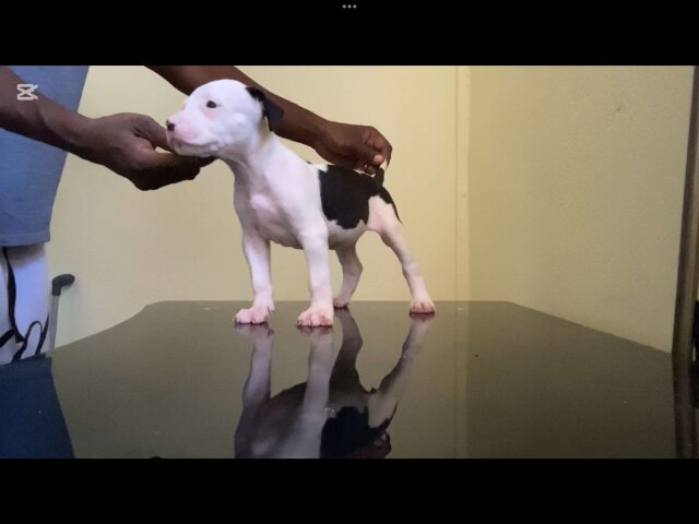 AMERICAN BULLY/ PITBULL STYLE PUPS