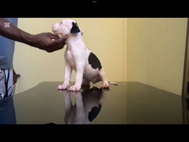 AMERICAN BULLY/ PITBULL STYLE PUPS