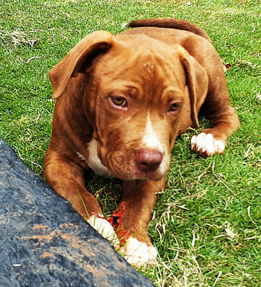 7 Months Old American Bully Puppy For Sale