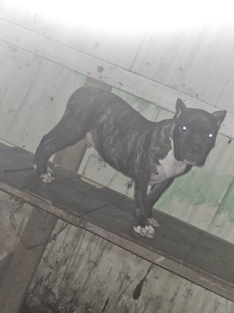 Male Bully Puppy