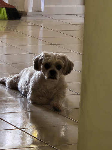Shihtzu X Pomeranian 