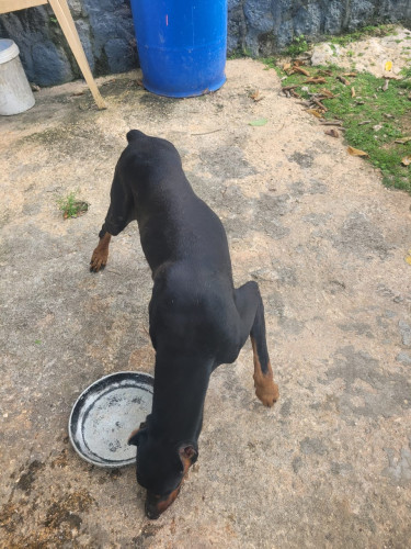 Two Adult Doberman 