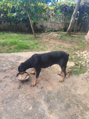 Two Adult Doberman 