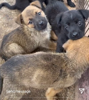  Belgian Shepard And Labrador Pup