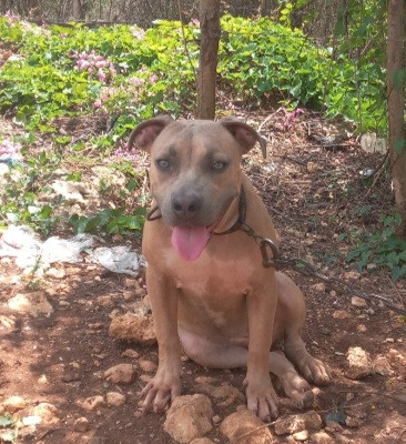 7months Old (female) Bully