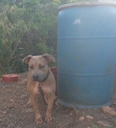 7months Old (female) Bully