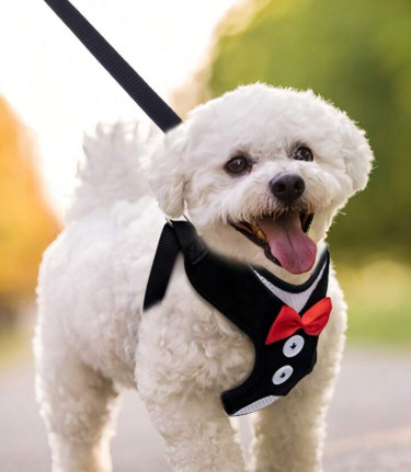 Pet Harness & Leash 