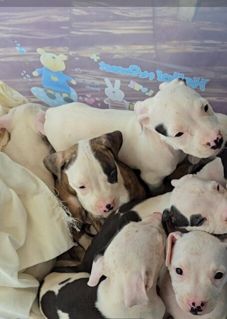 Pit Bull
