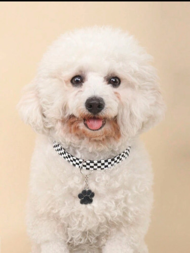 Pet Collar