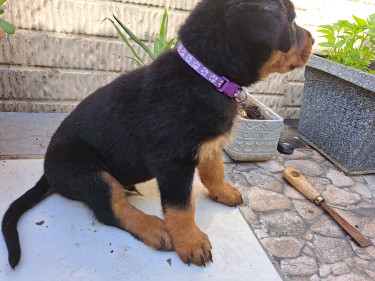 Rottweiler Puppies For Sale- With First Shots