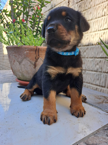 Rottweiler Puppies For Sale- With First Shots