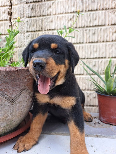 Rottweiler Puppies For Sale- With First Shots