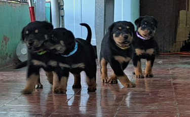 Rottweiler Puppies For Sale- With First Shots