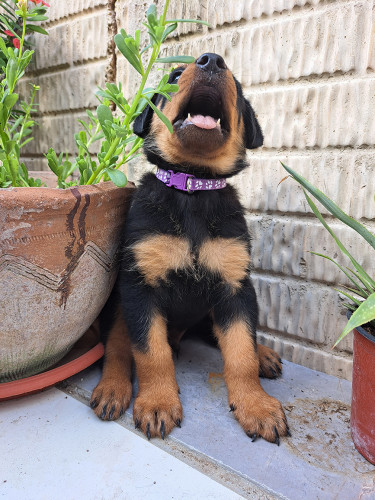 Rottweiler Puppies For Sale- With First Shots