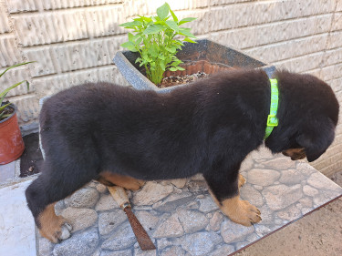Rottweiler Puppies For Sale- With First Shots