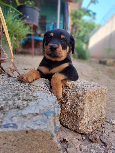 Rottweiler Puppies For Sale- With First Shots