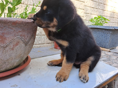 Rottweiler Puppies For Sale- With First Shots