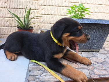 Rottweiler Puppies For Sale- With First Shots