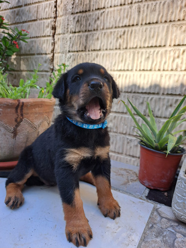 Rottweiler Puppies For Sale- With First Shots